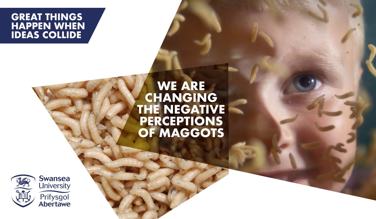 SwanseaUni's tweet photo. ๐ฅ Most people recoil at the thought of maggot therapy, however, thanks to years of research and engaging with communities, Professor Yamni Nigam @yamnette of @SwanseaHSC has changed many peopleโs minds about using maggots for medicinal purposes.
โก๏ธ https://t.co/xvLONpmDbo https://t.co/AMBlPArJuY