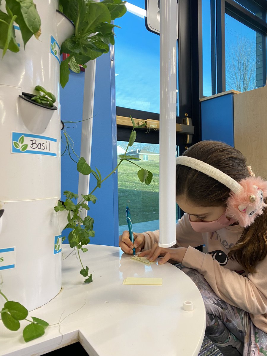 AshlineKelly's tweet photo. Luci wants to help the snap peas have a way to grow w/o grabbing the onions so she took measurements and is going to make something to solve the problem. @TowerGarden #RealWorldProblemSolving #TowerGarden @CCSD93 @RoyDeShane93 @greenBXmachine https://t.co/G9dNJdzbtN
