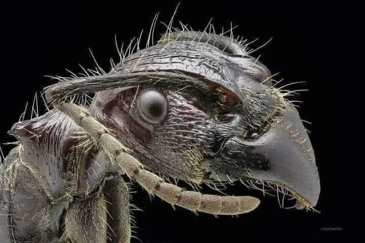 La cara de una hormiga vista con un microscopio electrónico. 🐜🔬