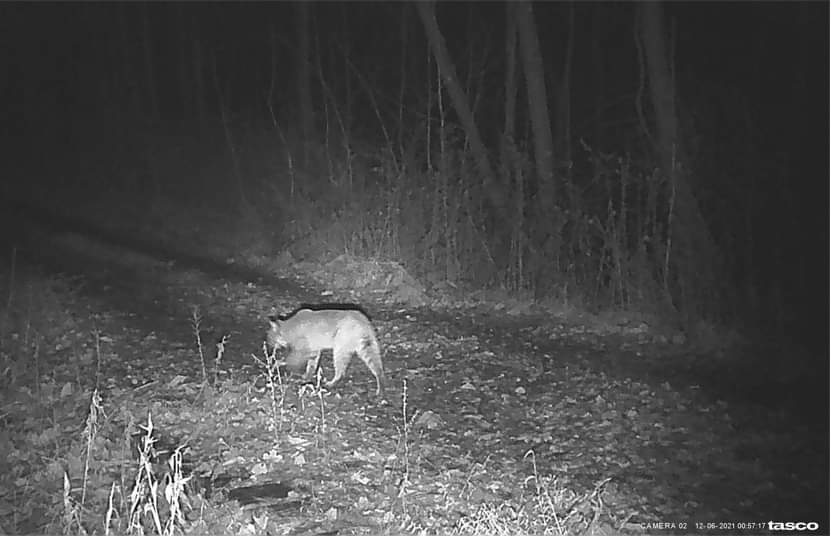 Bobcat. So happy to find this on my game camera. We knew it was here because of a pic nearly a year ago.