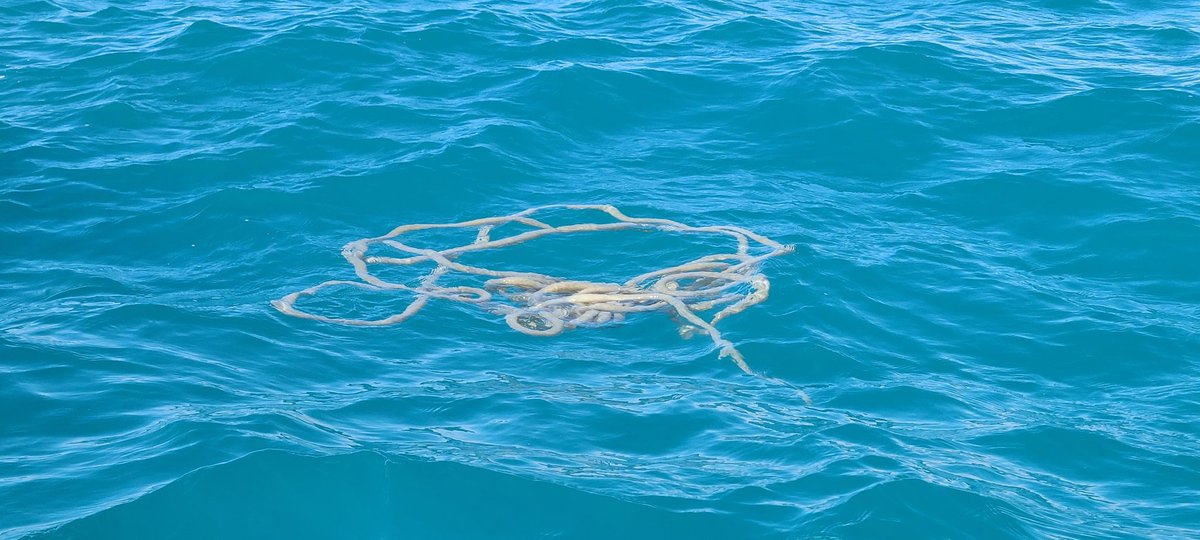 David 'JoelKatz' Schwartz tweet media