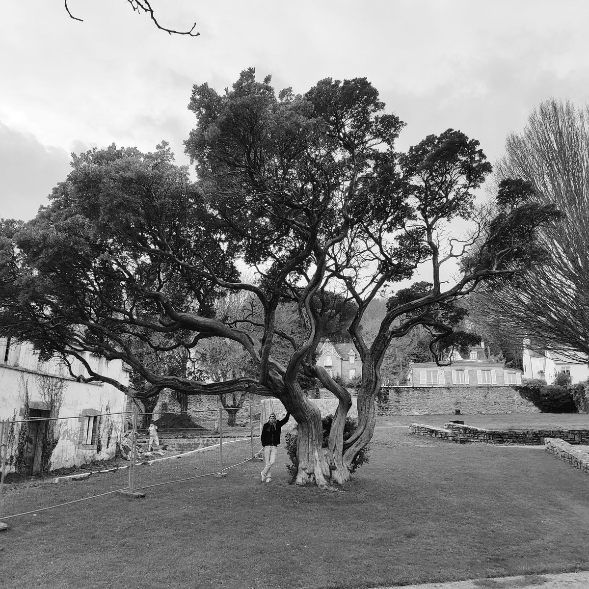 L'arbousier, un arbuste du maquis méditerranéen... Ici, un spécimen particulièrement remarquable à Douarnenez (Finistère)