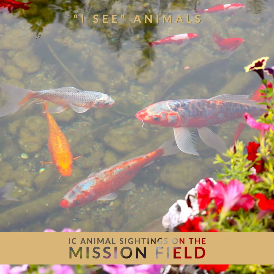 IntlCommission's tweet image. QUIZ: Can you guess where these Koi were spotted? 
1️⃣  Ukraine
2️⃣  Japan
3️⃣. Dubai