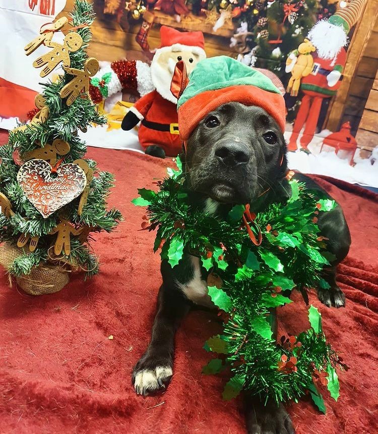Our team, along with their pets have been taking part in Christmas Jumper Day for <a href="/savechildrenuk/">Save the Children UK</a>, what a great way to support an amazing cause whilst getting in the festive spirit🎄

#ChristmasJumperDay