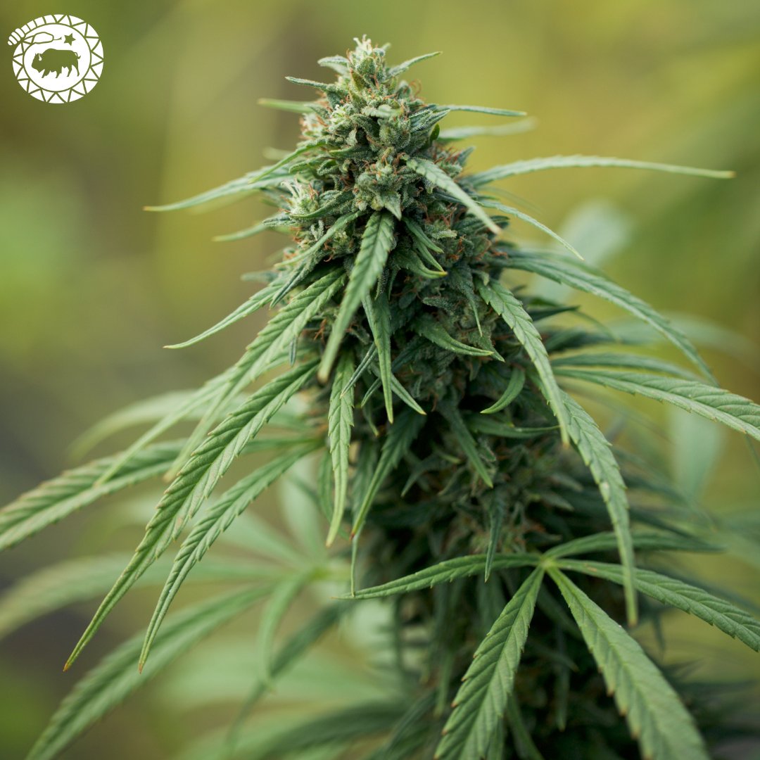 High Grade Hemp Seed tweet media