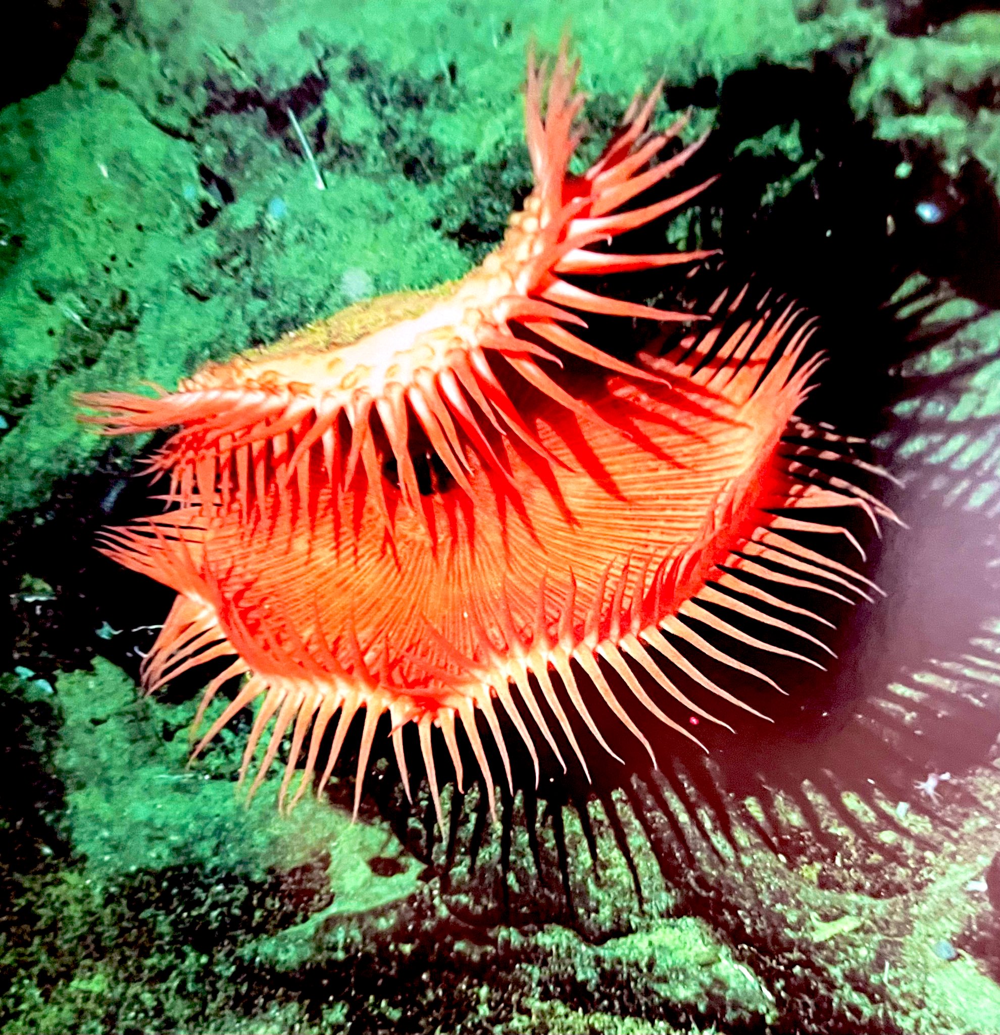 尚 ナオ は深海アーティスト Ar Twitter 昨日の深海生物を語っていきます 植物で言ったらハエトリグサ クビカザリイソギンチャクの仲間です かなり特殊なイソギンチャク 口盤が大きく二つに折れる この仲間が発光する粘液を放出するのが確認 深海生物
