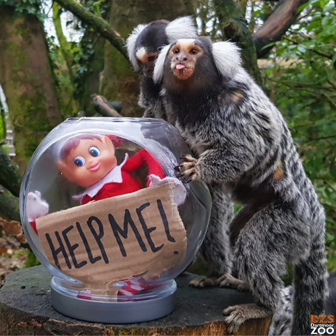 DartmoorZoo's tweet photo. Daz needs your help! 😲
Our cheeky elf was caught in the act trying to steal our marmosets food!
They won't let him go unless this post gets 100 likes...can you help him? 👍🙏
#helpdaz #freedaz #elfontheshelf #Dazatdartmoorzoo #dartmoorzoo https://t.co/LoNJVJqaZ4