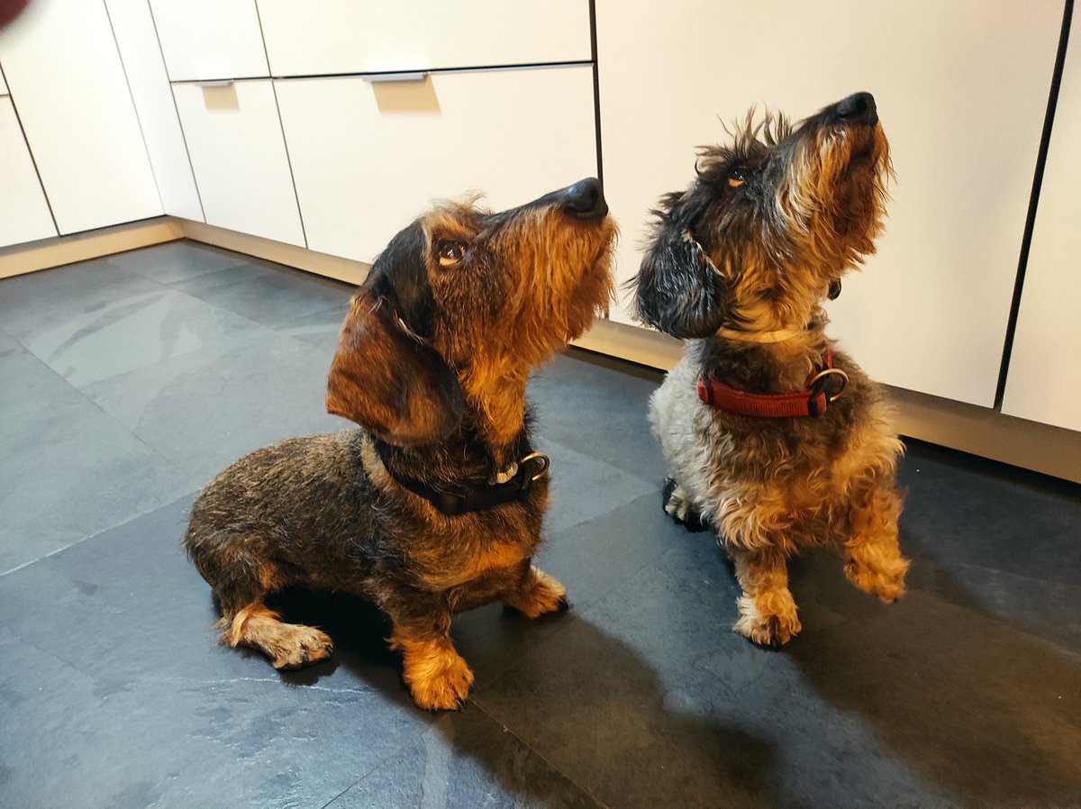 Ahora que llega Navidad, háganme (háganse) un favor. Sherlock y Rumba no son peluches desechables. No compren, no adopten a seres nobles como éstos si no son capaces de hacerse responsables de ellos toda la vida. Le deseo todo el mal del mundo a quien los traiciona y abandona.