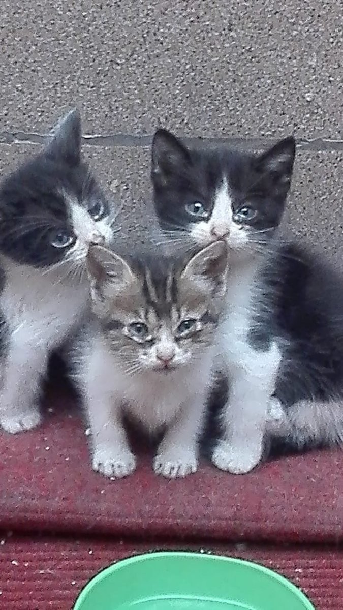 pawssperu's tweet photo. Los gatitos encontrados ayer han presentado problemas respiratorios, lagrimeo constante hasta incluso se les dificulta comer las croquetas. 😔 la rinotraqueitis les está afectando de manera muy rápida. Se necesita todo lo mencionado en la lista, están muy bajos de peso y débiles. https://t.co/QwkIO5zDcQ