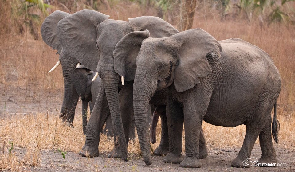 elephantvoices's tweet image. This description from The Elephant Ethogram defines the behavior Ear-Brush: Purposefully brushing a (usually) flared ear against the face, head or body of another. #TheElephantEthogram