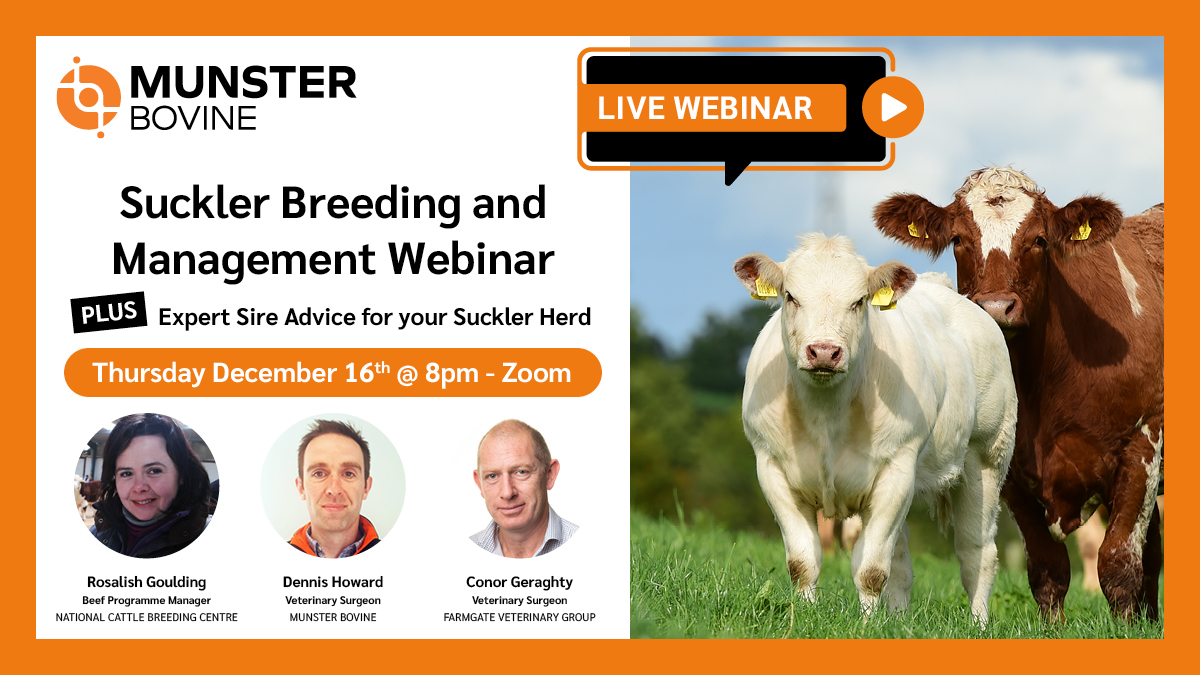 Munster Bovine tweet media