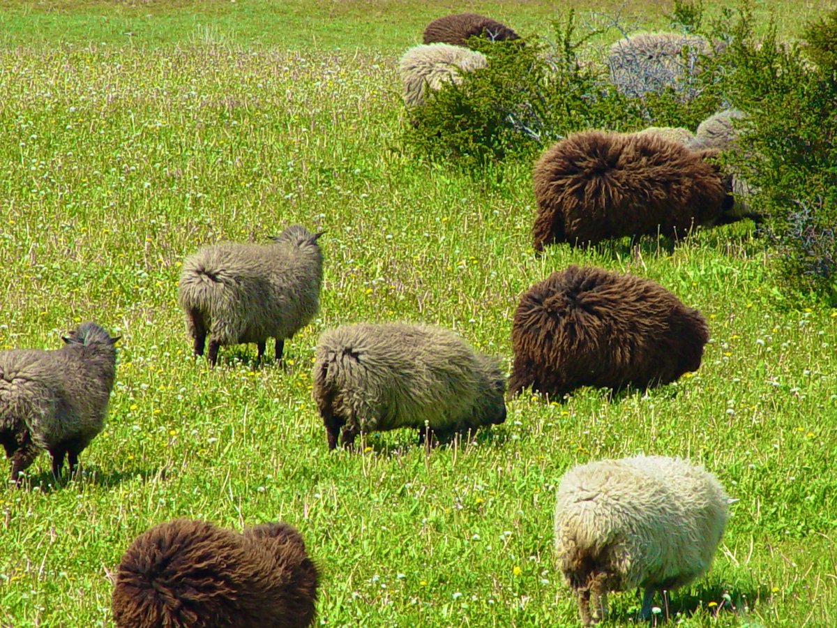 Sólo en Magallanes he visto ovejas tan lanudas como estas, resistentes al viento y frío, unas exquisitas 🐑