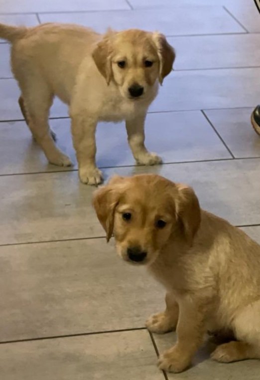AnnaSim77681997's tweet photo. Well these two 9 week old beauties are exhausting, but what a boost to mental well being after difficult tough days. #littlepuppies #peeingmachines #wigglers https://t.co/R6zwVH0t92