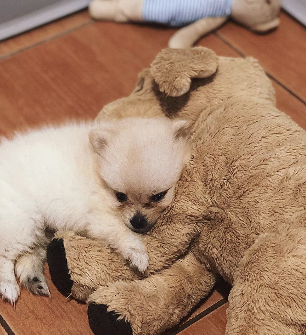 Un peluchito con su juguete preferido