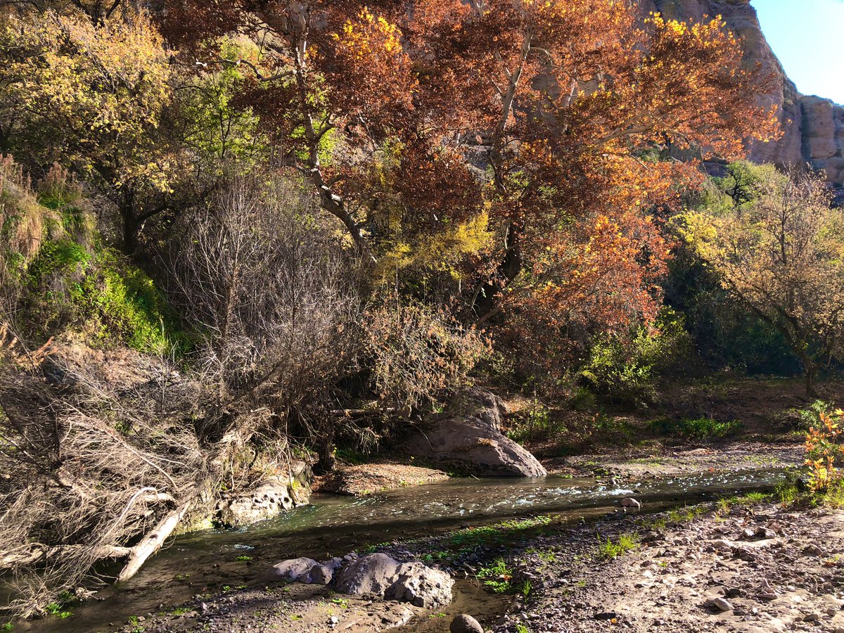swampmonstah's tweet image. This week I visited the gorgeous @nature_org’s Aravaipa preserve- an incredible Arizona riparian canyon! We’re thinking about how local #groundwater changes may impact Aravaipa’s water security in the future #TNC #CoproductionOfKnowledge #biodiversity #FieldPhotoFriday