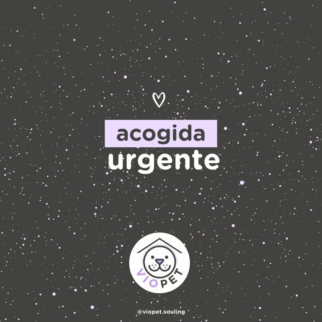 viopet_souling's tweet photo. 🆘ACOGIDA URGENTE🆘

📍Las Palmas de Gran Canaria

🐱😻 2 gatas maravillosas 

🧒👧🏽 Bien con peques

⚕️Ambas esterilizadas y en buen estado de salud

🏠 Acogida conjunta y SALIDA MUY URGENTE

¿Nos ayudas? 🙏✨
☎️ 673765330

#viopet #acogidaanimal #viopetsouling @Souling_es https://t.co/ERZPlj7lY4