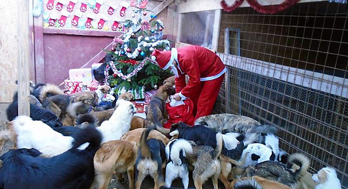 adoptando__'s tweet photo. ❝BENDITO ES EL TIEMPO EN QUE TODO EL MUNDO SE DEDICA A PROVOCAR UNA CONSPIRACIÓN DE AMOR.❞ 🐾❤️ Por favor, por favor 🙏 #ADOPTAD!! Que se sea una feliz Navidad PARA TODOS!! https://t.co/yOKGzBatKt
— Sos Abuelos (@SosAbuelos1) Dec 10, 2021
https://t.co/03bwqlaWUJ