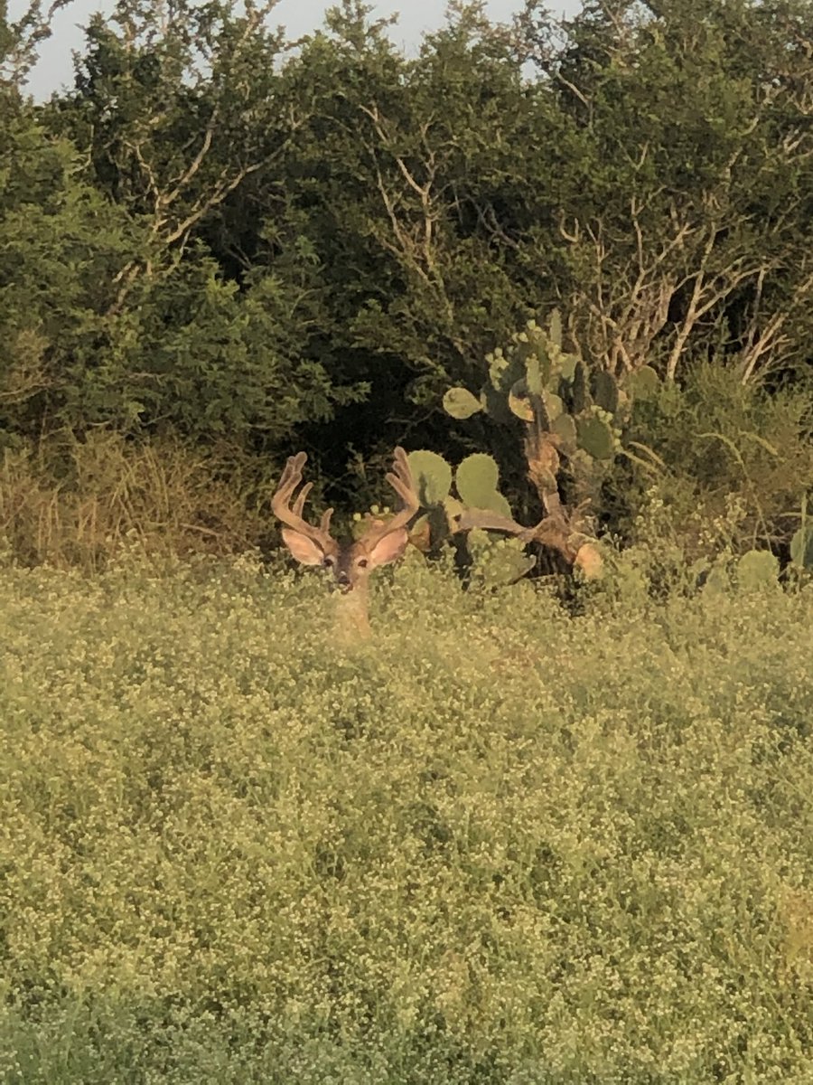 Backwoods_Will's tweet photo. I miss south Texas dude https://t.co/32t8PeSber