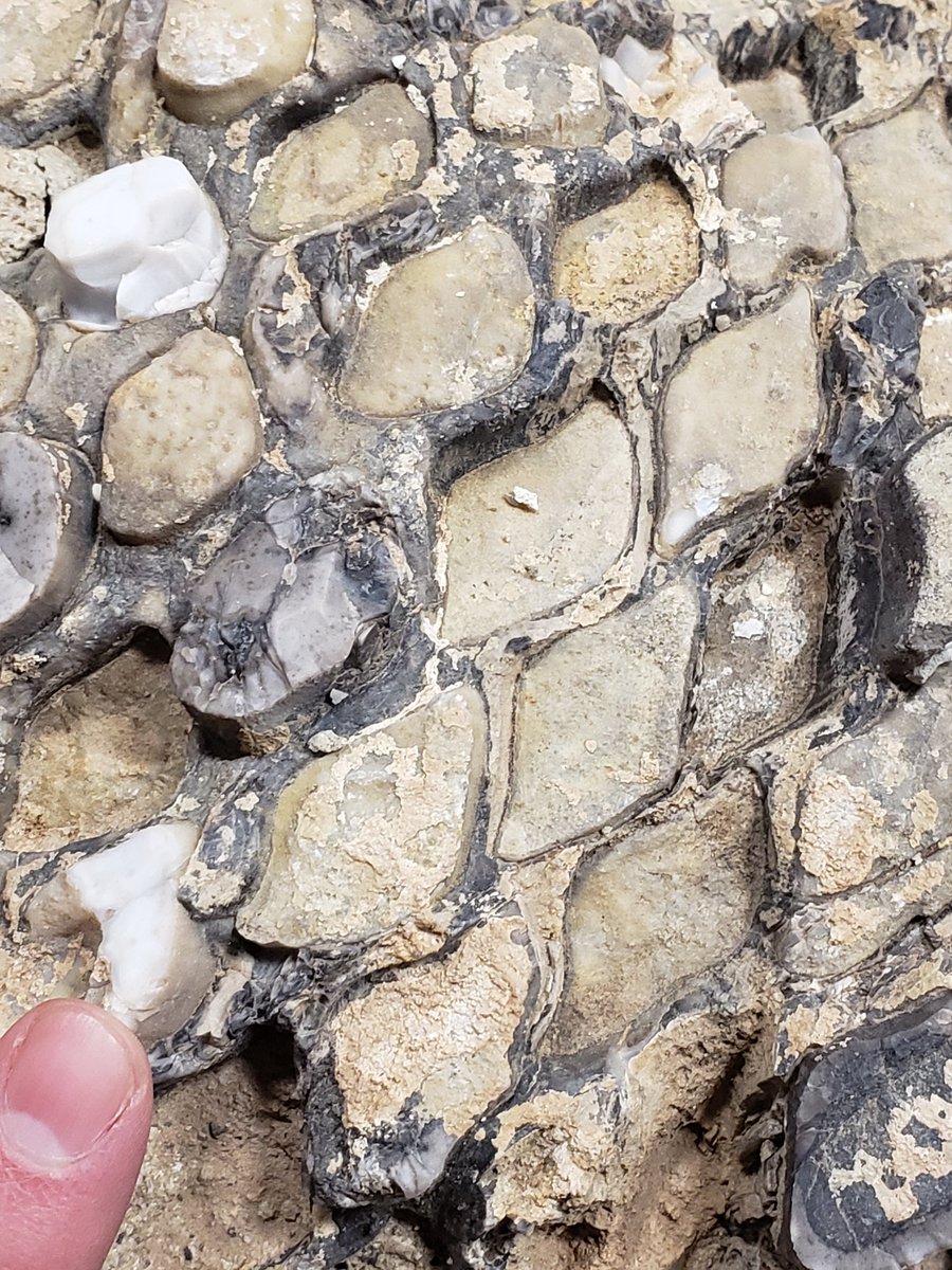 SP_TheGeologist's tweet photo. A Cycadeoid that I collected for @BYUgeology! 4 years ago I found this while in the field, but was living in Aberdeen. So I took a picture and said goodbye. Went back and found it again!

#FossilFriday #geology https://t.co/FljuHAvhqz