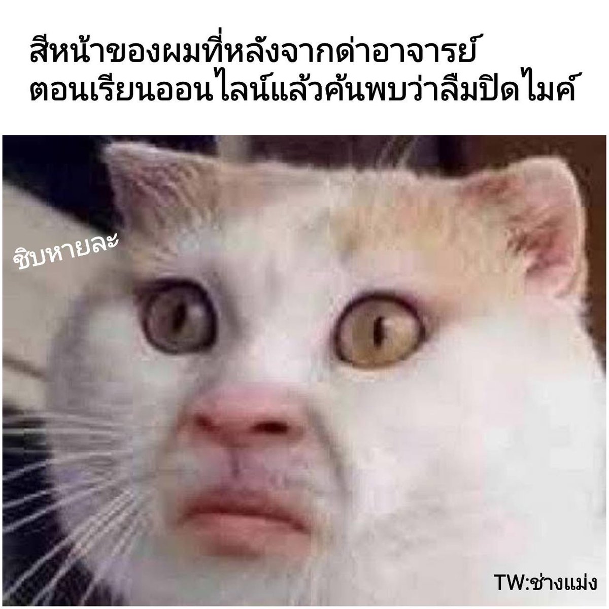 ช่างแม่ง🐰🏳️‍🌈 tweet media