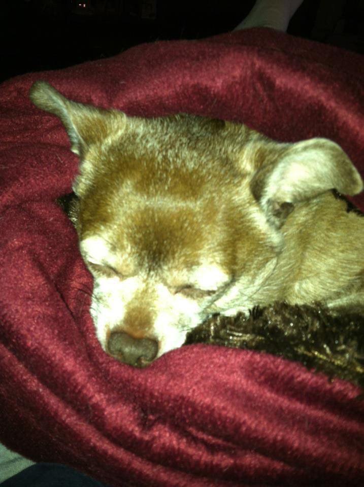 SpankyDecker's tweet photo. My favorite sleep sack.  #puppies #pets. #DogsofTwittter https://t.co/R0YfYB2VF5