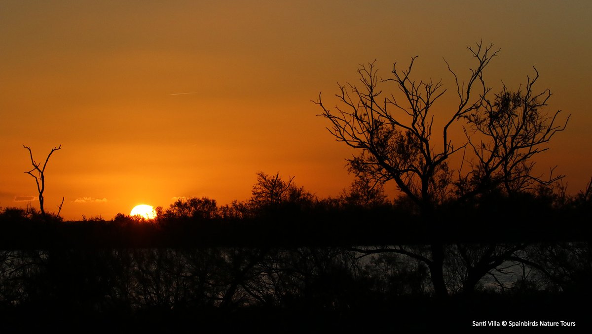 Felices después de los maravillosos días vividos en #doñana y #extremadura. Crónica y vídeo resumen de nuestra excursión en nuestro blog: spainbirds.com/blog/articulo/…
<a href="/SwarovskiOptik/">SWAROVSKI OPTIK</a> <a href="/SPAINBIRDS_/">Spainbirds Nature Tours</a>