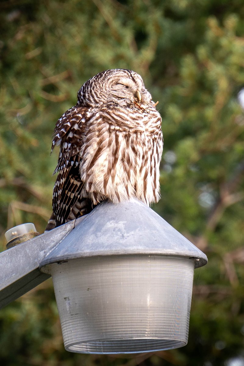 I wish I could be this chill.