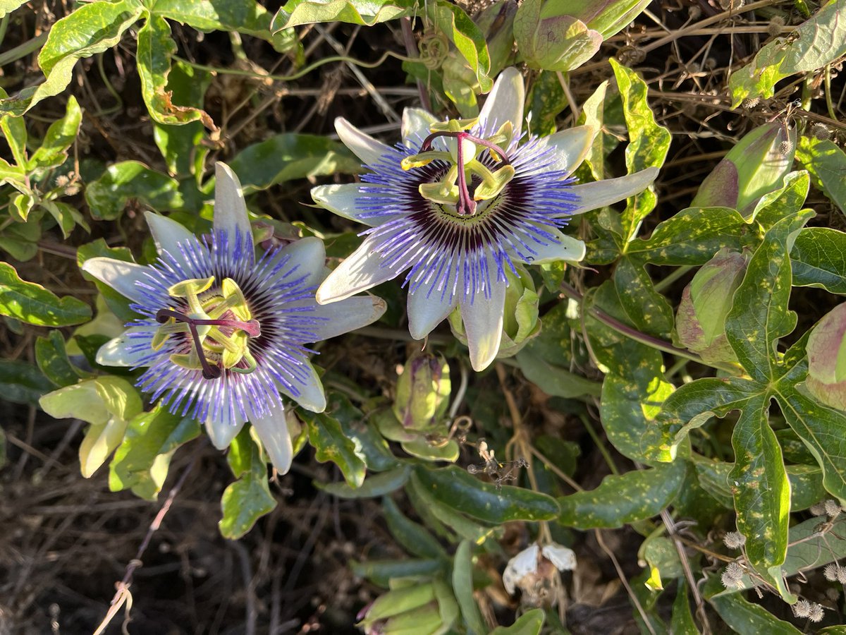 JudithClarke54's tweet image. Nice loop run through Mill Park &amp;amp; Epping this morning in the sunshine. Santa is starting to make his appearance &amp;amp; the passion fruit flower is always intriguing. Tyra 🐶 enjoyed the run not so much the shower afterwards 😂 #enjoyyourday #weekendsarefun