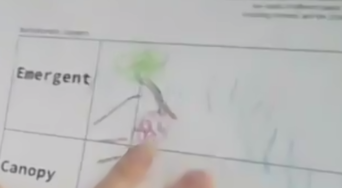 CCSMsJacobs's tweet photo. I love seeing students excited about learning! Interesting content makes for engaged students. This week we focused on tropical rainforests and all the amazing biodiversity in the layers of the rainforest.
#CompassExperience #PersonalizedLearning #ChooseCompass https://t.co/3Nq5F7pBtt