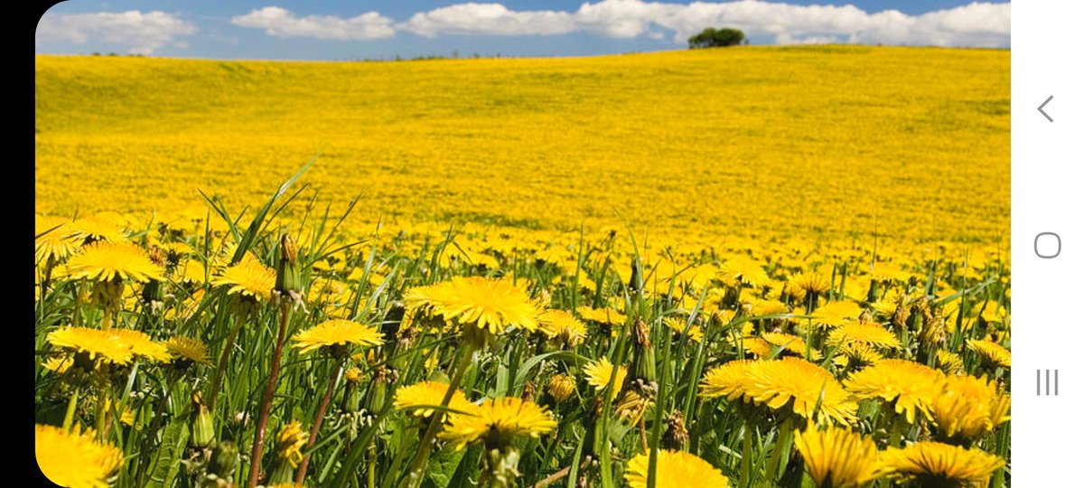 Piloting the proposed curriculum is meant to "weed out a few details" before the final version is released. This is the new curriculum. #ableg #abpoli #FireTheUCP #ResignLaGrange