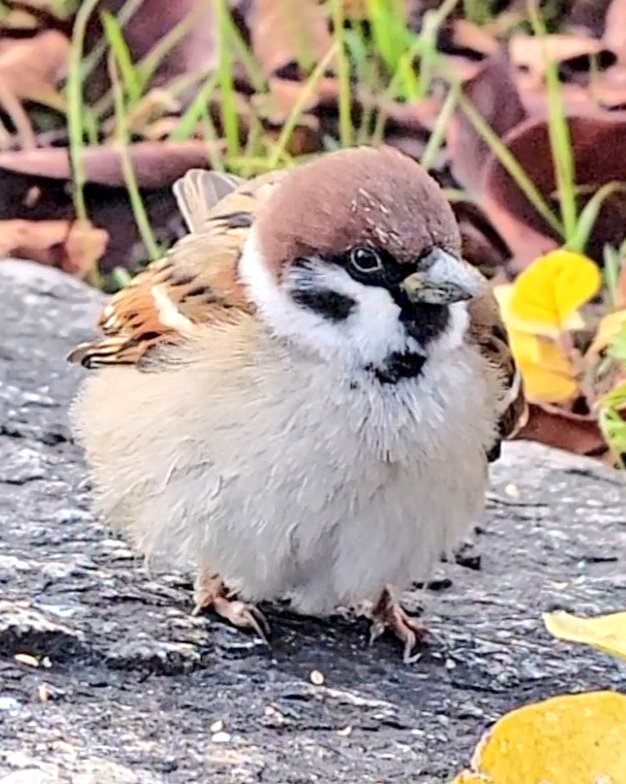 ピピピ ふくらスズメﾁｬﾝ ますますふくらんできて もはや丸 です ｵﾊﾖｰｺﾞｻﾞｲﾏｽ ө T Co Qrxryod27h Twitter