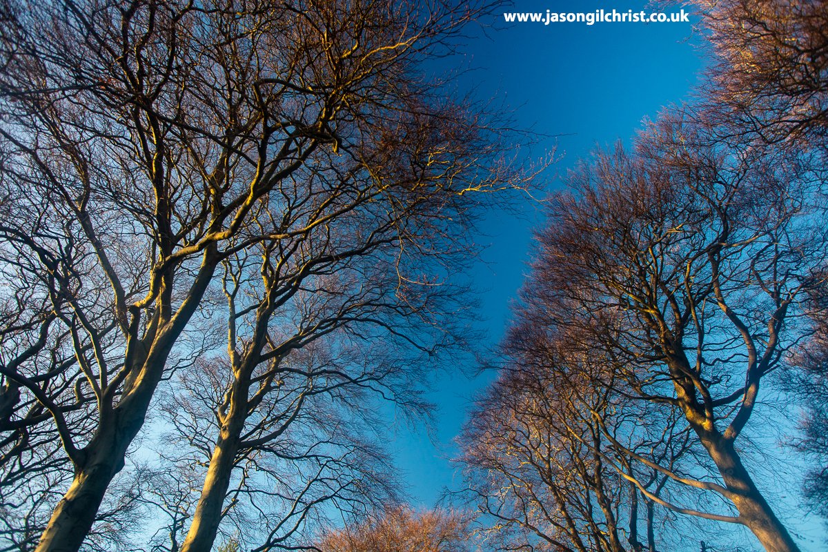 jgilchrist13's tweet photo. If you go down to the woods today...
By Pyramids Business Park, Bathgate, West Lothian, Scotland.
In the late afternoon sun.
#woods #woodland #trees #BeechWoods #beech #Fagussylvatica #nature #StormHour #ThePhotoHour #Autumnwatch #Bathgate #WestLothian #Scotland #ScotlandIsNow https://t.co/4xGuOkbH3J