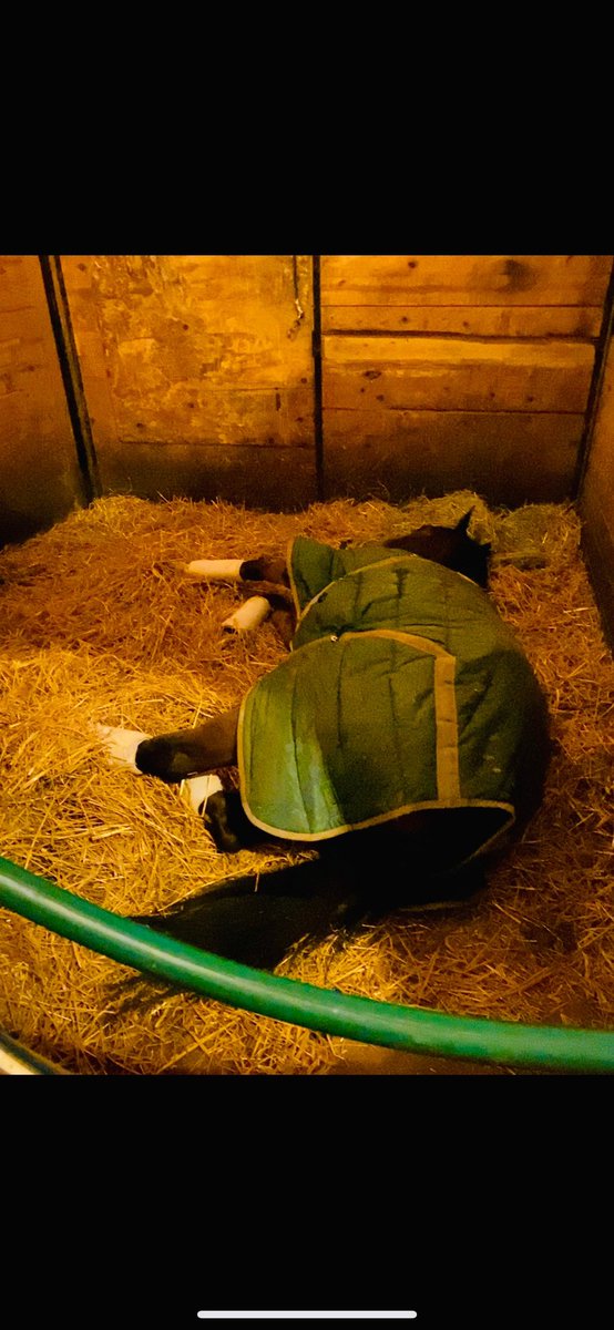 chasingthewin's tweet photo. What running your heart out looks like ♥️ Kinsaler was 25-1 and ran a mean race at Charlestown last night. Led the whole way then finished second at a mile and 1/6. 💥😎😌 we are so proud of him and @carlandkilly75 and jockey Gerald Almodovar. #chasingthewin #horses #HorseRacing https://t.co/HEiqUJb2D8