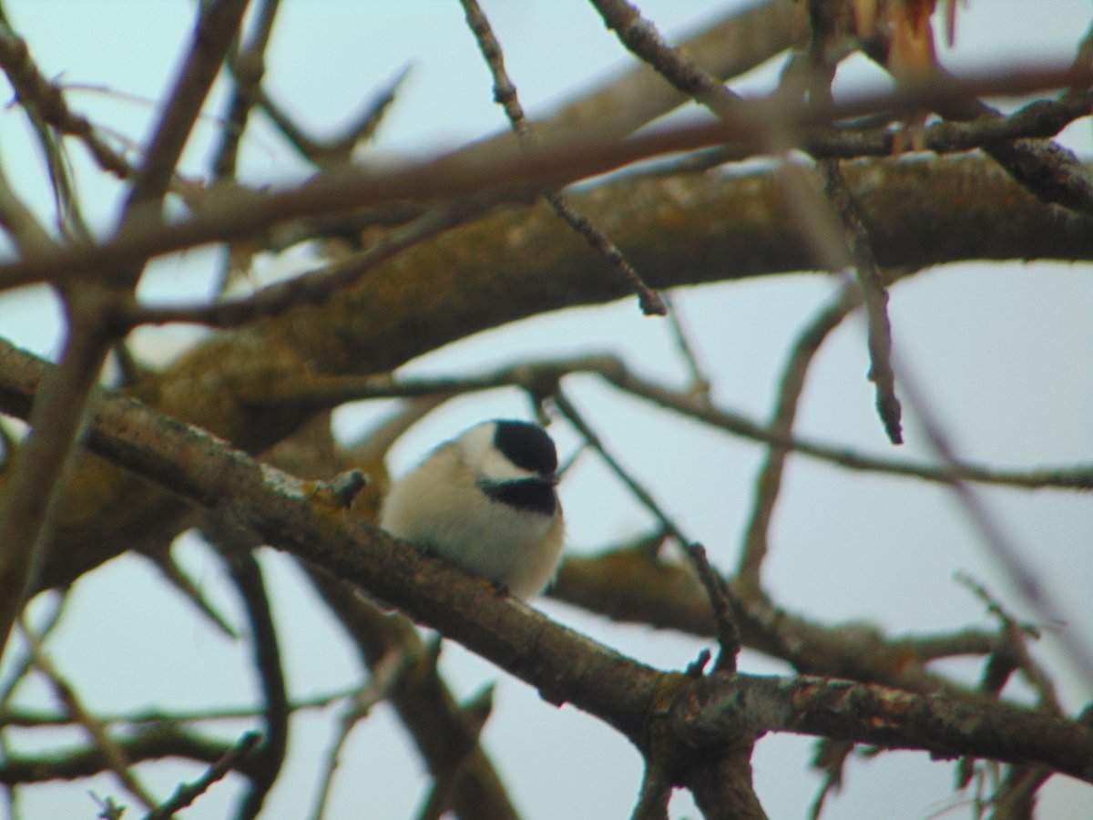 woldu4's tweet photo. #nature #NaturePhotography #naturephotographer #birds #Chikadee https://t.co/432Vafqxyy