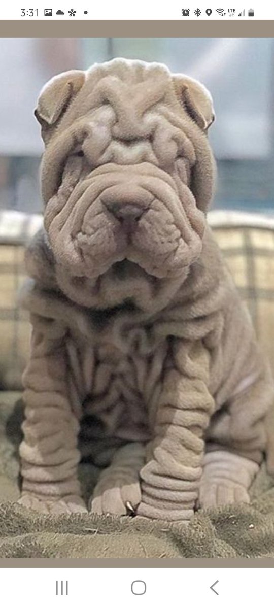 Piloting the proposed new curriculum is meant to "iron out some of the kinks" before the final version is released. This is the new curriculum. Retweet if you agree.  #AbLeg #abpoli #FireTheUCP #ResignLaGrange