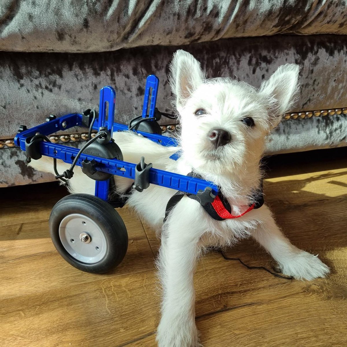 La industria de la #impresión3D no sólo impacta la vida de las personas con discapacidad, sino también en #Perritos con discapacidades. La creación de #prótesis a bajo costo para animalitos también es posible con una #impresora3D.

+info de #Ender3V2 acá: bit.ly/3DEnder3V2