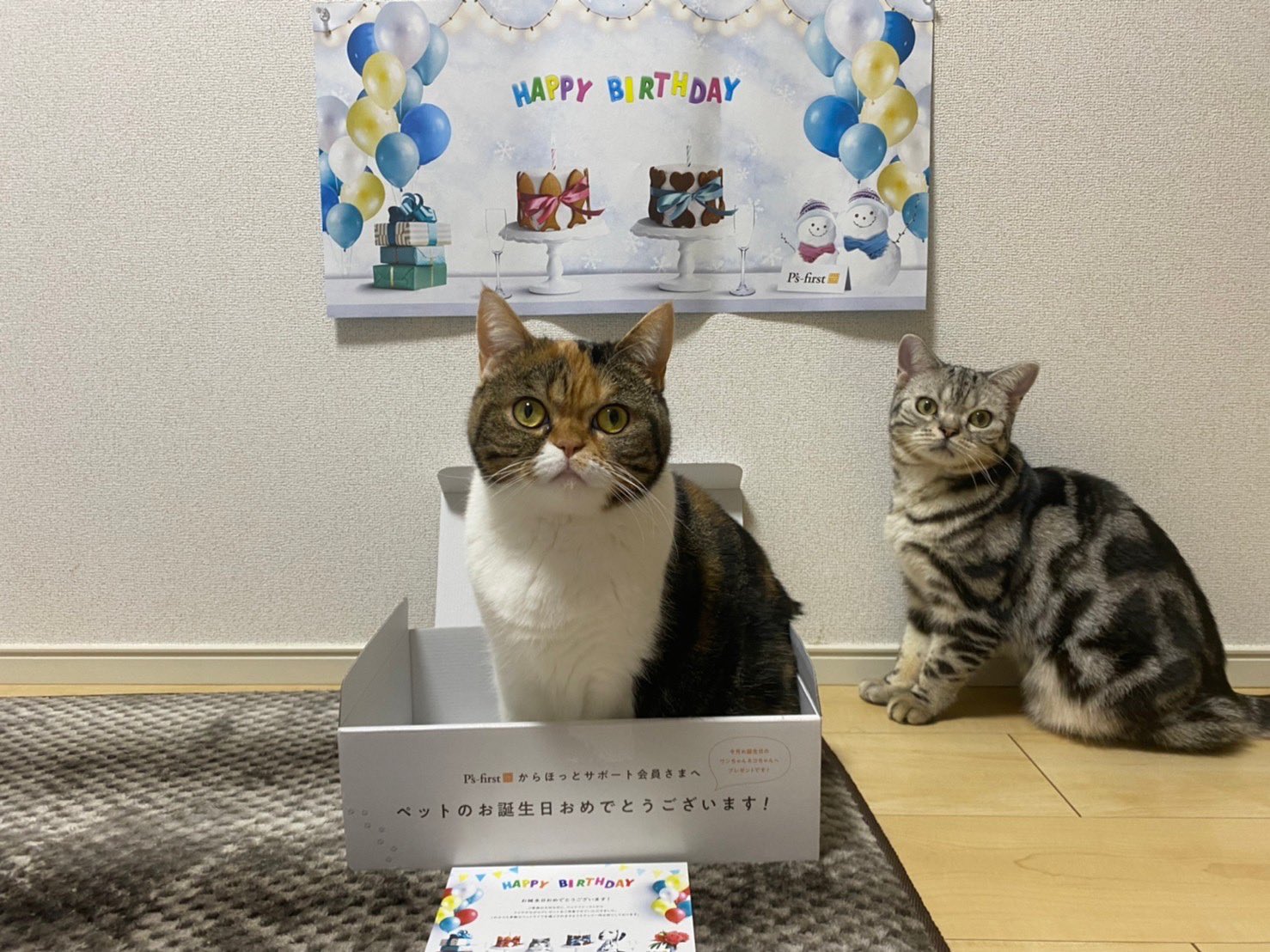猫の誕生日 Twitter Search Twitter
