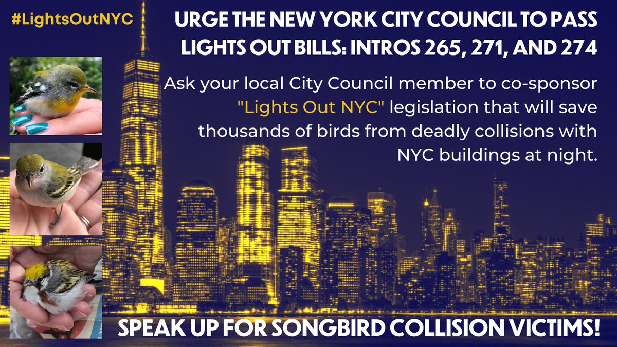 🚨 Lights Out bills are expected to go to a full vote in the City Council next week! Please reach out to your local City Council member and urge them to support #LightsOutNYC bills Int. 274, 271, and 265! Learn the latest and how you can help here: mailchi.mp/nycaudubon/lig…