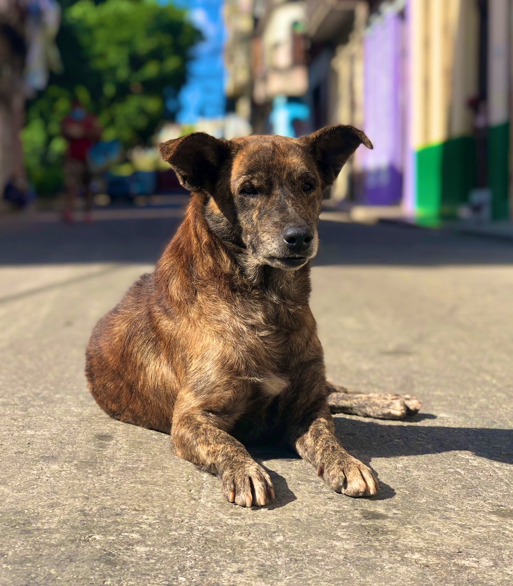 dany_rams96's tweet image. Porte y aspecto mi ciela 😊
“Rostros de Animalejos”
#perros #mascotas #conflow #Cuba
#Rostros_de_animalejos