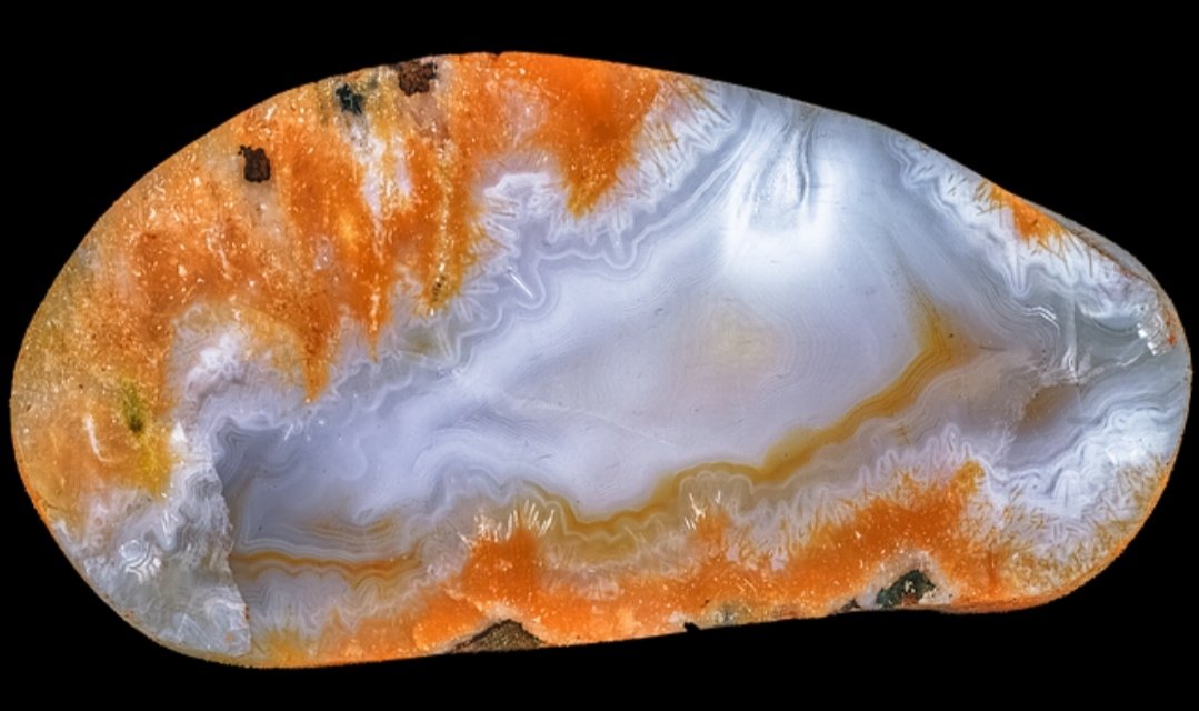 St Cyrus area, 68/34mm. Collected in 2015.