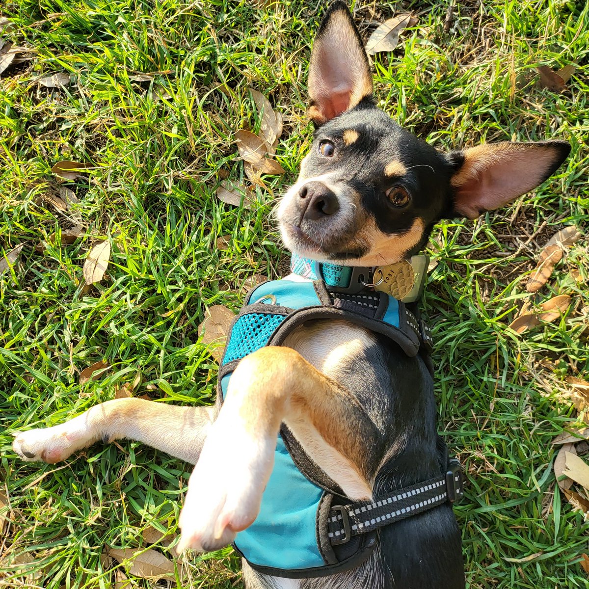 gamesandglam's tweet photo. This little nugget loves to sun bathe https://t.co/xVJfMjW7IB