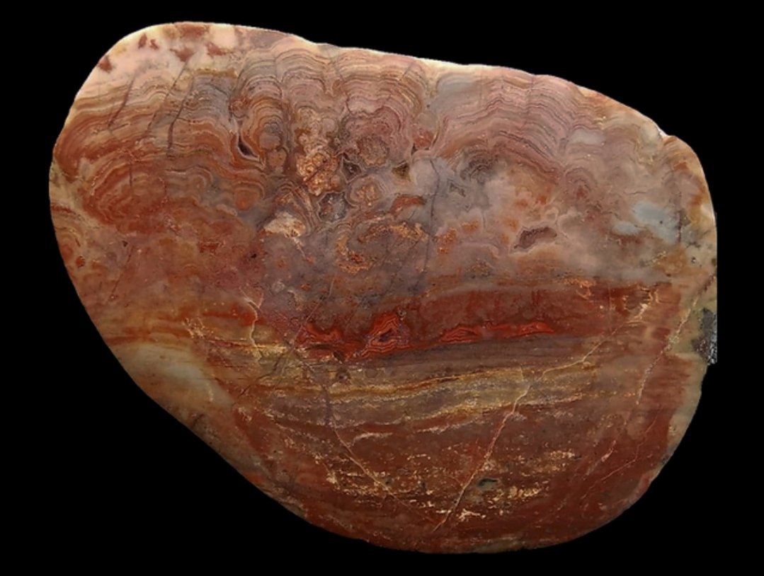 Agatized stromatolite. Angus Coast. 98mm. Collected in April 2019.