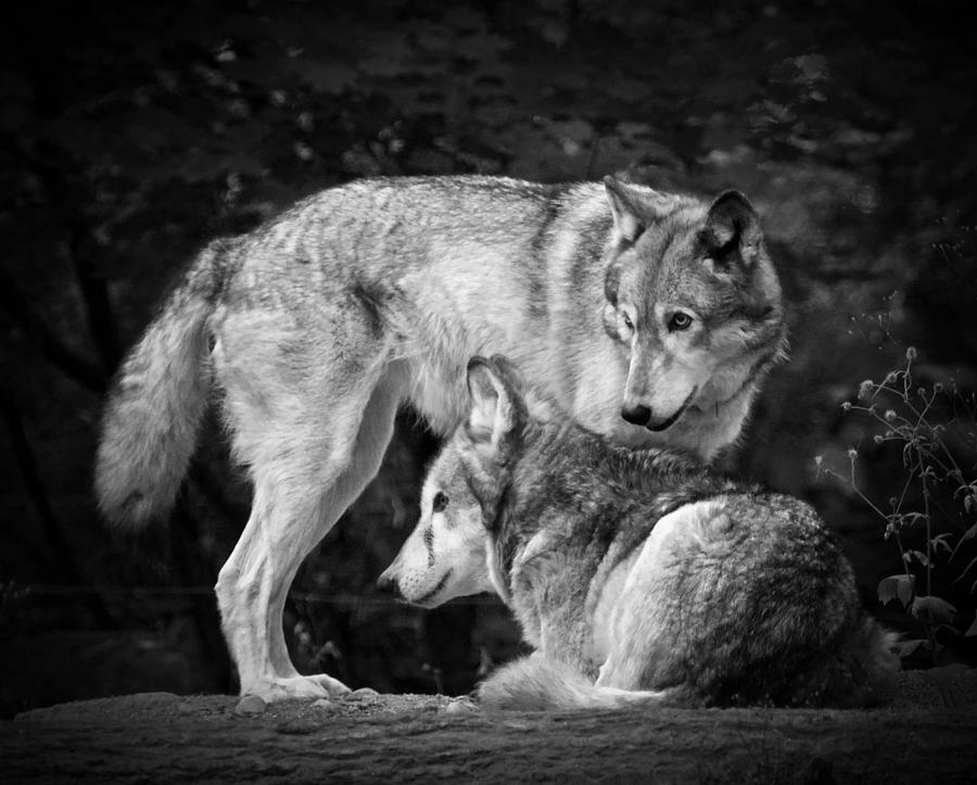 In life, find the part of the family and a few people who are with you to death and protect them always.

A small circle of honest and loyal people is all you need to be invincible and avoid the snakes.