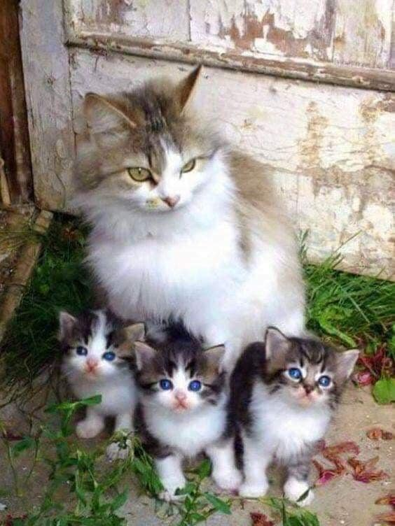 mahmuree_chp's tweet photo. Günün  Ponçiği😜❤️ 😜❤️ https://t.co/Lq7zh8rZRo