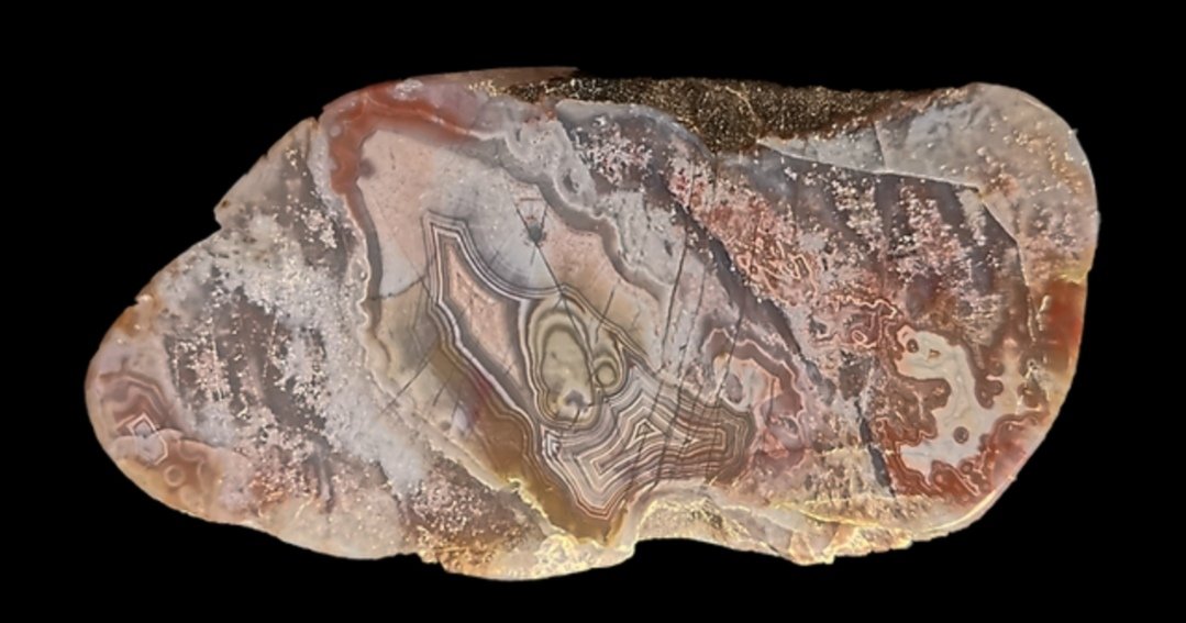 Angus Coast, 63/31mm. Collected in 2019.