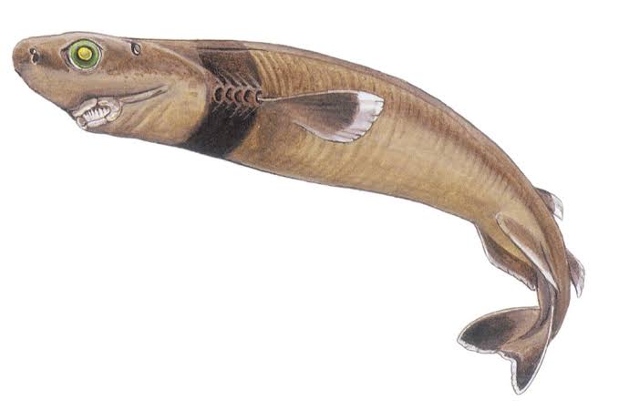 Le_Guizameaux's tweet photo. ¿Conocen al tollo cigarro/tiburón cortador de galleta (Isistius brasiliensis)?
Es un pequeño tiburón habitante de las profundidades de los océanos Atlántico, Pacífico e Índico. https://t.co/6ZNKOJZl1e