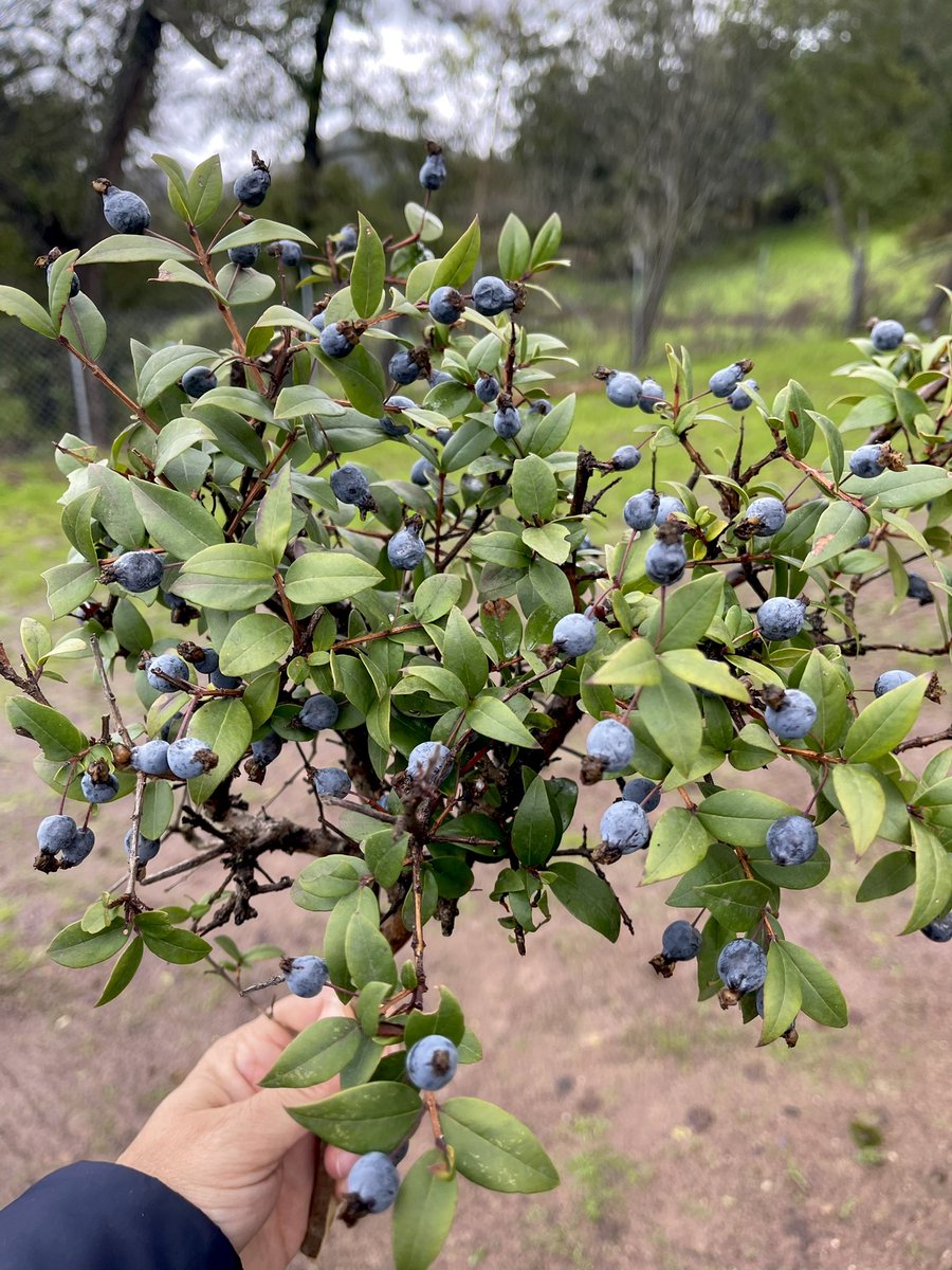GallozziMrita's tweet photo. ...puoi ricevere delle rose o dei tulipani, delle astromelie o delle fresie.... ma ricevere un ramo di mirto... non è da tutti...#certificando #momentidiaudit #colleghiforestali #sardegna #mirto #lasignoradellegnoetico #algherese https://t.co/DxhiMAu1FE