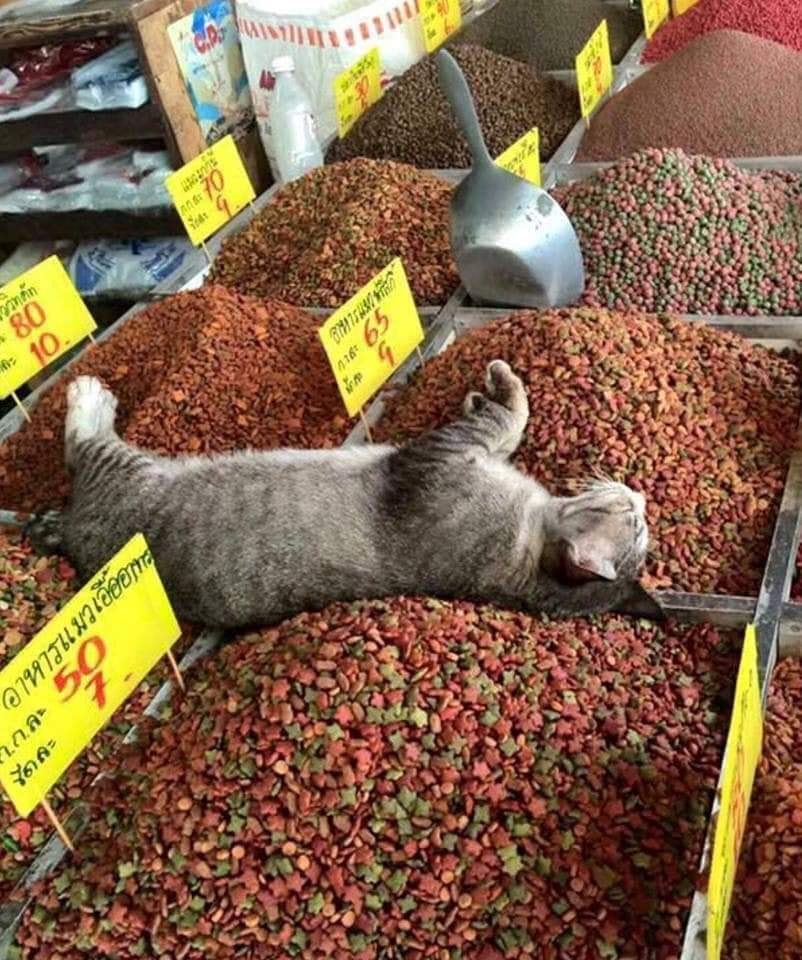 Animals that sell you stuff tweet media