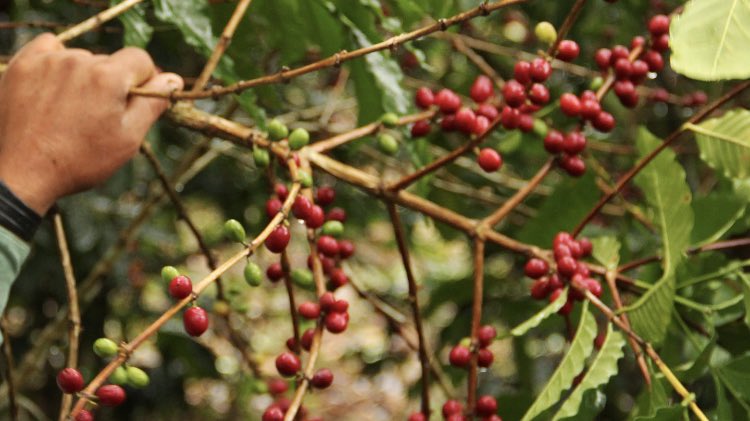 We're excited about the arrival of three premium lots from the ASOCAMP and ASOPROA producer associations of COSURCA in Colombia! These organic coffees are shade grown under guamo, citrus, avocado and plantain trees, and hand-harvested and selected for only red ripe cherries.