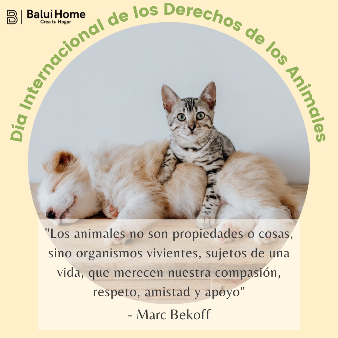BaluiHome's tweet image. En Balui Home colaboramos con el rescate de animales callejeros ¿Qué haces tu por ellos?

#baluihome #baluipets #hogaresfelices #hogardeco #hogardefinitivo #hogar🏡 #decoracióndelhogar #hogarideal #díainternacionalderechosanimales